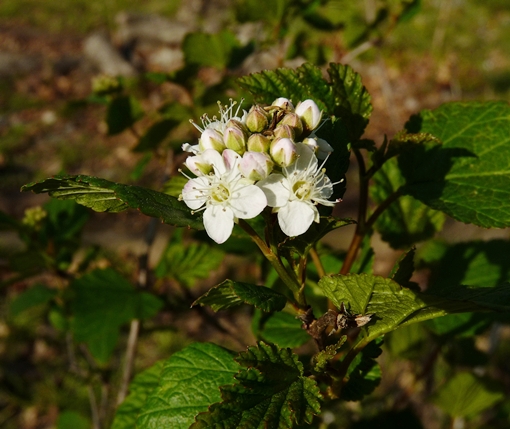 {Physocarpus opulifolius}